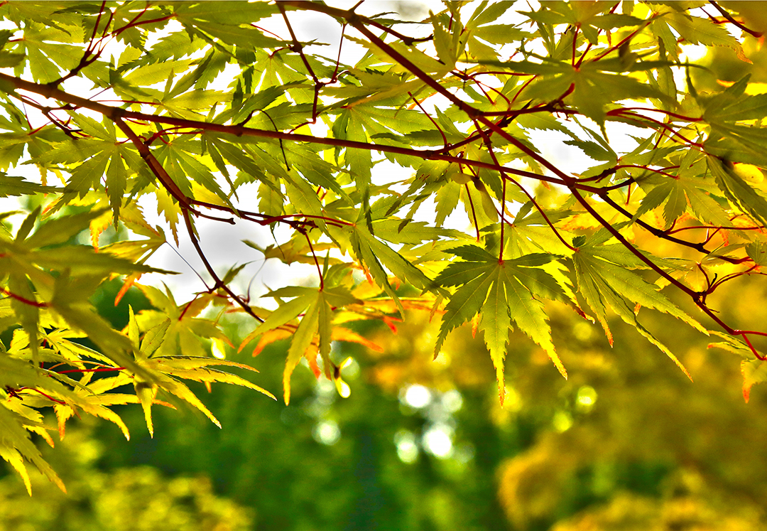 Leaves of a maple tree